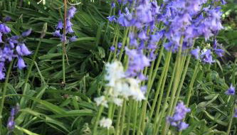 Delfryn Cottage - Foto 3