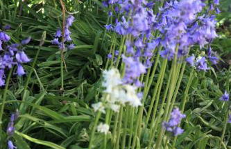 Delfryn Cottage - Foto 3