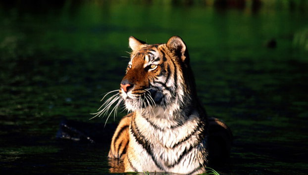 Excursión a la Reserva de Tigres de Sundarbans - Foto 2