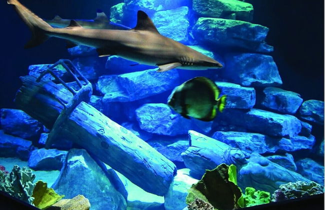 Les Pins Sylvestres - Photo 42