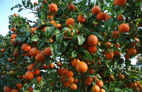 Lobo do Mar - Foto 23