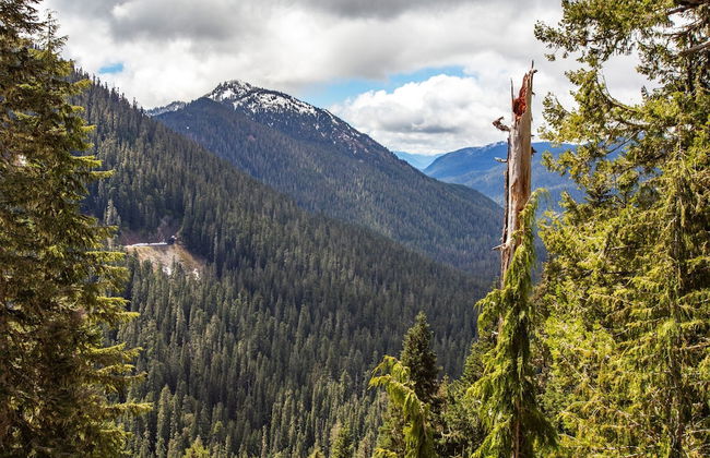 Cottonwood Chalet in Packwood - Foto 47