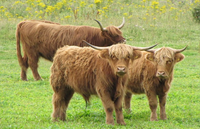 Holiday Home in De Koog Near the Sea - Photo 15