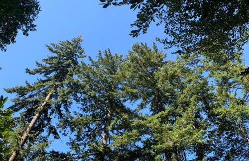 Forest Gallery- Mid-Century Modern With City Views - Photo 39