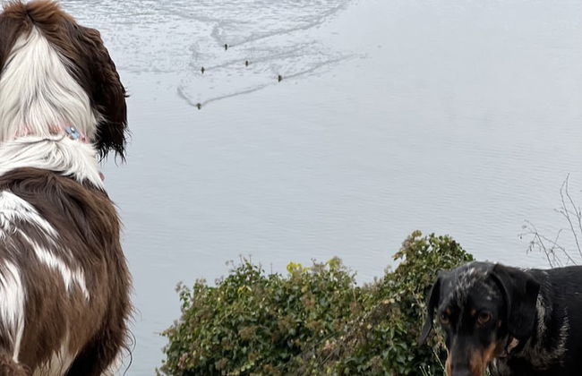 Vila Alice Bled - Adults only - Foto 77