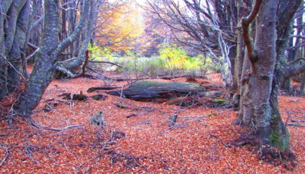 La reserva en otoño