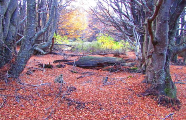 Tour por la Reserva Nacional Magallanes - Foto 5