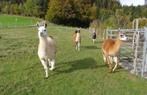 ruhiges Wohnen am Lama und Maine Coon Hof in Alleinlage in Biederbach 3 Zimmer mit Kochgelegenheit Bad - Foto 50