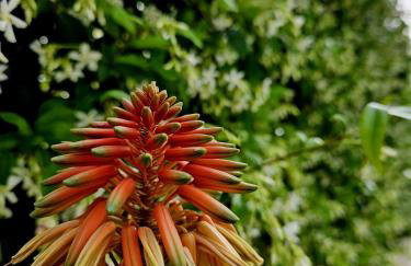 Perla No1 - Photo 29