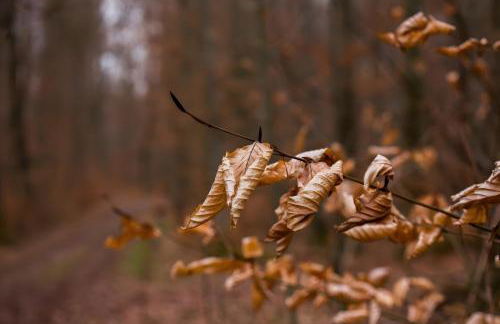 Ferienwohnungen Im Försterhaus - Foto 12