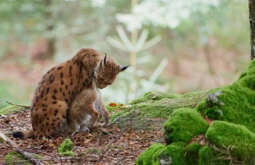 Landhaus Bernecker, Bay.W. - Foto 24