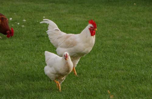 Phoenix House - Foto 47