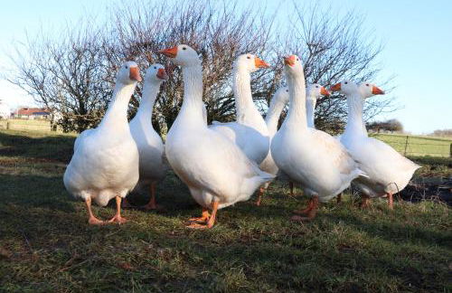 Bastle Retreats Cabin with hot tub - Foto 26