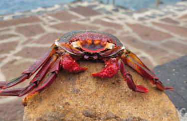 Radazul Paraíso Beach - Dive - Foto 25