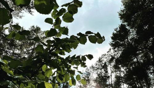 Ferienwohnungen im Haus Waldstück - Foto 5