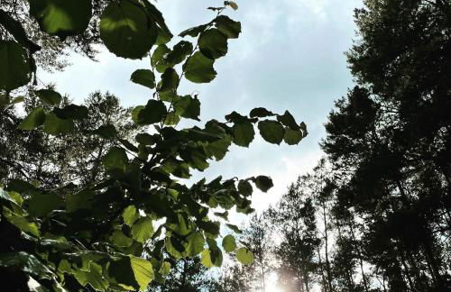 Ferienwohnungen im Haus Waldstück - Foto 5