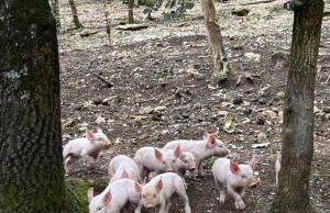 La Noce di Creta - Foto 69