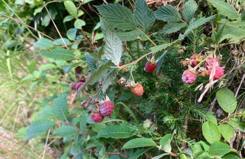 Ski-to-door apartment au Collet d'Allevard - Foto 20