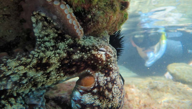 Snorkel en Porto Santo - Foto 4, Investigando el fondo marino