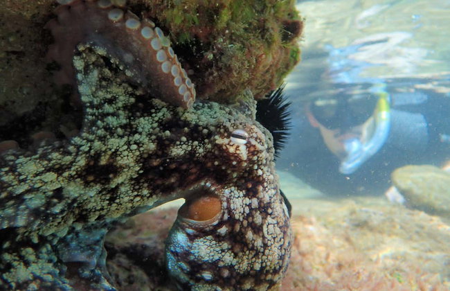 Snorkeling à Porto Santo - Foto 4