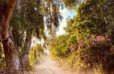 Sol's Place - Photo 25