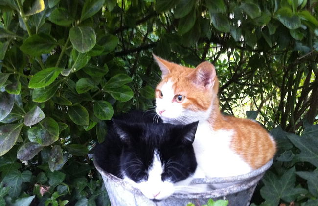 Gypsy Caravan in Weideblick With Farm Animals - Foto 38