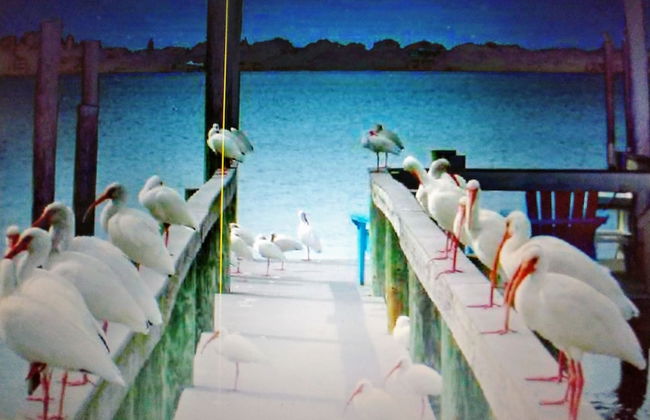 Paradise Cove at Lemon Bay - Foto 78