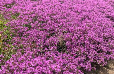 Artist's Hawkhurst Home with Heated Pool & Sauna - Foto 54