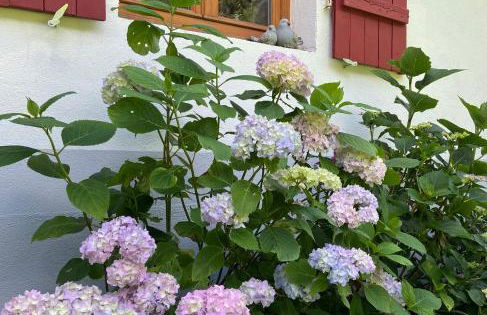 Gîte de la Mésange - Foto 7