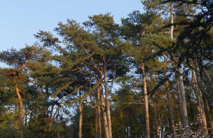 Bain de forêt - Lodges Cosy & Spa - Foto 22