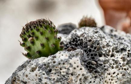 Mythos Traditional Stonehouse - Foto 31