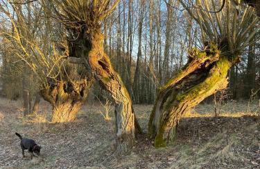 Morgensonne - a78920 - Foto 19