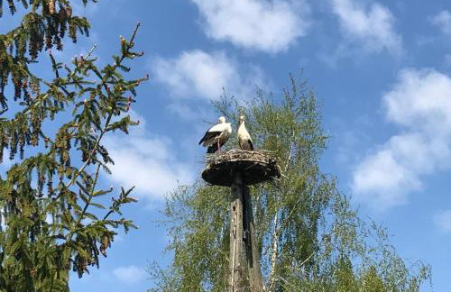 Andrzejówka - Photo 7