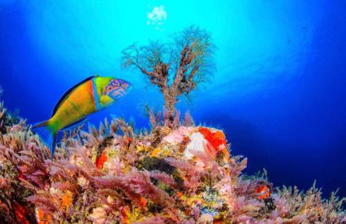 Casa Buganvilla - Foto 45