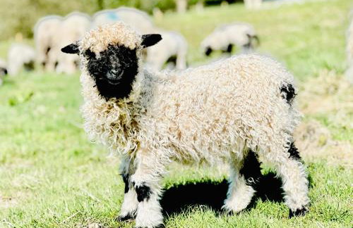 Parlour Barn - Photo 60