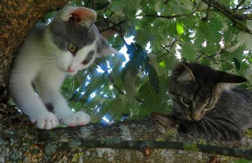 Ferienhof Veit - Foto 34