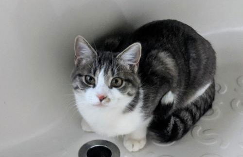 Three Bears Inn - Foto 37