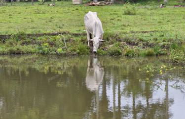 Recanto Bamboo Verde - Foto 16
