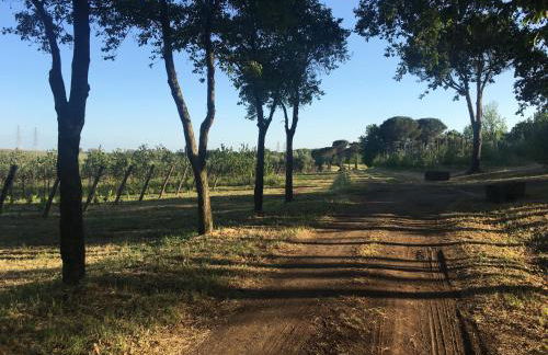 Il Casale degli Ulivi - Agriturismo - TENIMENTI LEONE - Foto 33