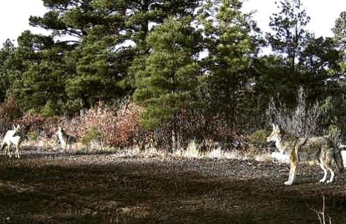Old Raton Pass Base Camp Cabin with Loft Northern New Mexico Mountain Ranch on Colorado Border cabin - Foto 44
