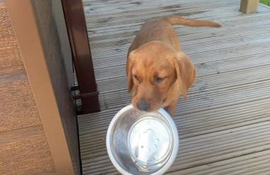 Hunters Lodge - Hot Tub -Pet friendly - Yorkshire - Foto 3