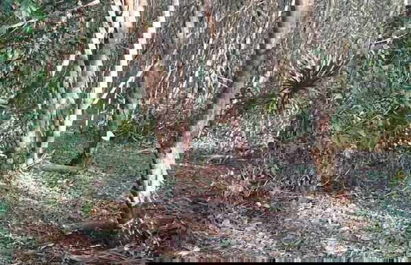 Pilgrim's Paradise Cabin 2 - Photo 22