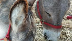 Sa Domo de Lillo e Arturo - Foto 5