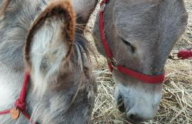 Sa Domo de Lillo e Arturo - Foto 5