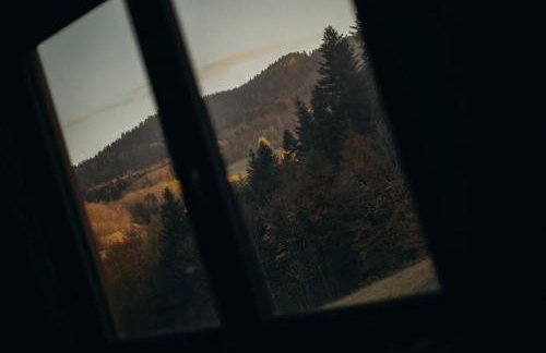 Mech i brzoza - Foto 10