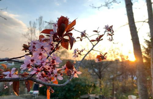 Ferienwohnungen Willrich - Foto 17