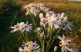 HaRe Ferienwohnungen - Foto 27