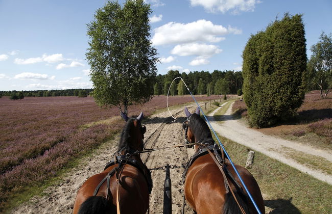 Ferienhof Cohrs - Ferienhäuser - Photo 20