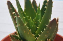 CASA JAN with pool, mountain and sea views. - Foto 25