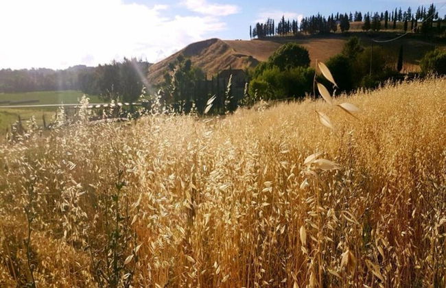 Peccioli Villa Retreat - Foto 27